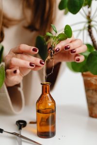 Essential Oil