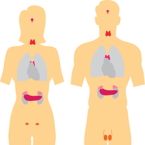 Endocrine System