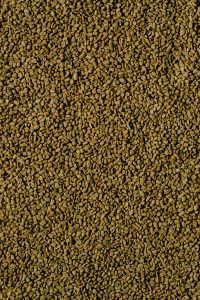 fenugreek