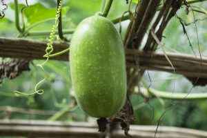 ash gourd