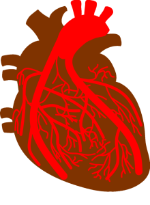 coronary arteries